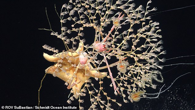 The researchers hope the findings will help to unravel some of the mysteries that lurk in our unexplored oceans. Pictured: Golden coral with a squat lobster and starfish