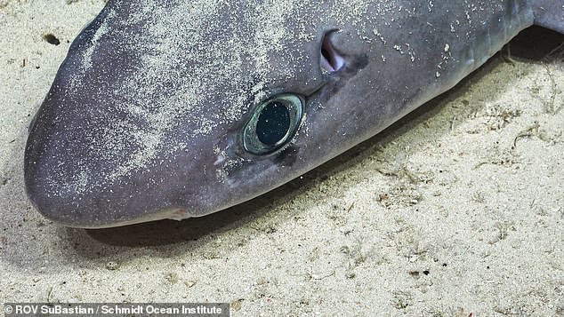 The scientific team documented this Squalus mitsukurii (short-spined dogfish) on the seafloor near an undiscovered seamount