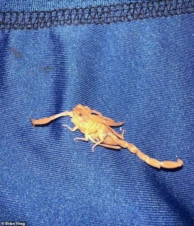 Michael Farchi, 62, who visited during the 2023 Christmas break, said he was bitten in the groin area while sleeping in the Palazzo Tower, and woke up with burning pain. He took a photo of the scorpion that bit him while he was still in his underwear