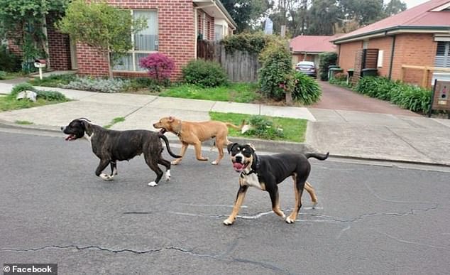 Furious residents in a Melbourne suburb are questioning why it took two barbaric attacks in 24 hours before the dogs they had complained about on multiple occasions in their neighbourhood (pictured) were finally seized.