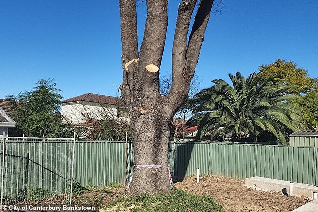 The developer was given a huge fine for damaging the oak tree (pictured) after several branches were cut off and the roots destroyed by a concrete slab