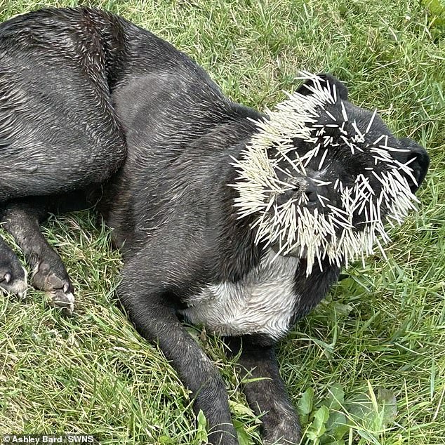 Brutus was rescued by the Paws Up program after becoming entangled in quills in Canada