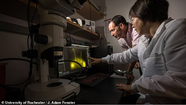 The research, conducted at the University of Rochester by Dr. Douglas Kelley (left) and colleagues including Professor Tin Du (right), found that a commonly used drug could help restore glymphatic system function in older brains