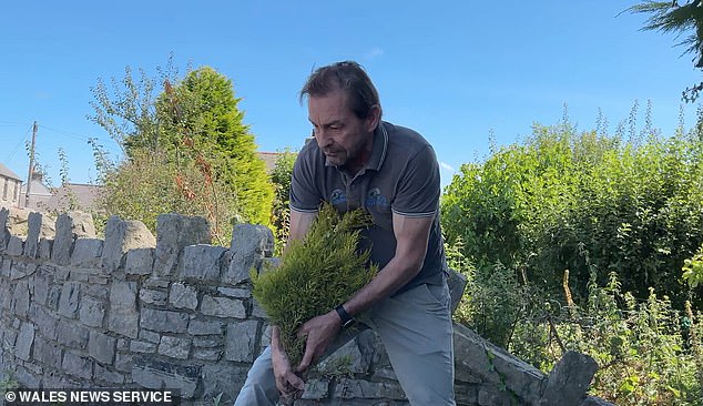 Video footage shows Mike Hodgson, 54, director of a wind turbine company, pulling out the colourful herbs and flowers less than 24 hours after the raised bed was planted.