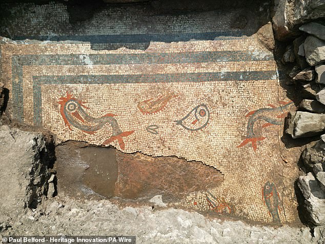 The rare 2,000-year-old mosaic featuring dolphins and fish in still bright colours has been discovered in a Roman town in Shropshire. The dolphins are the largest, with red tails and grey bodies