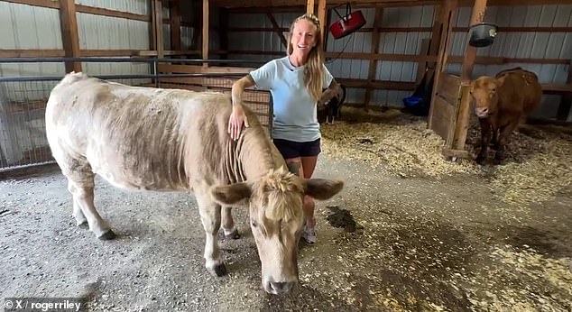 Police shot the animal to capture him, and he was found to be in stable condition at Iowa State University Large Animal Hospital