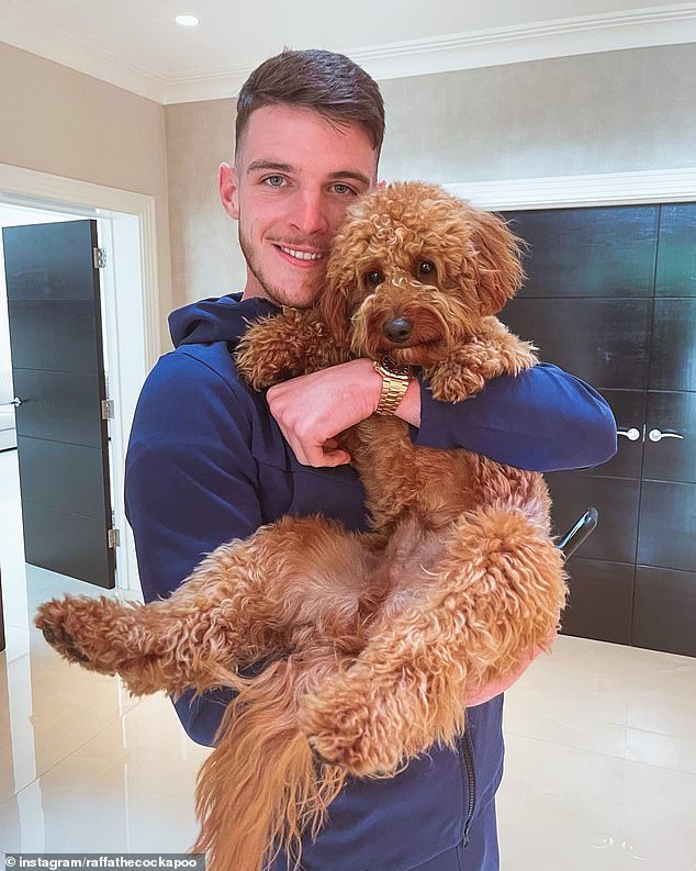 Designer dogs such as Cockapoos, Labradoodles and Cavapoos are no healthier than pedigree dogs, according to the world's largest study on the subject. Pictured: Footballer Declan Rice and his cavapoo, Raffa