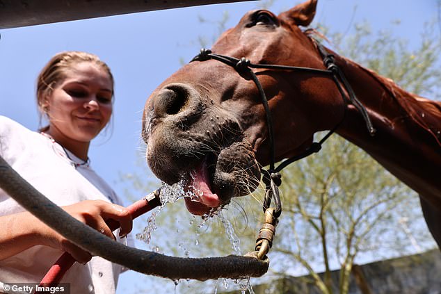 Scientists have said horses are much smarter than previously thought, after a study showed the animals performed better than expected in a complicated game.