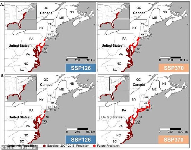 The maps above show projections of the future spread of Vibrio vulnificus, which is being fueled by rising ocean temperatures