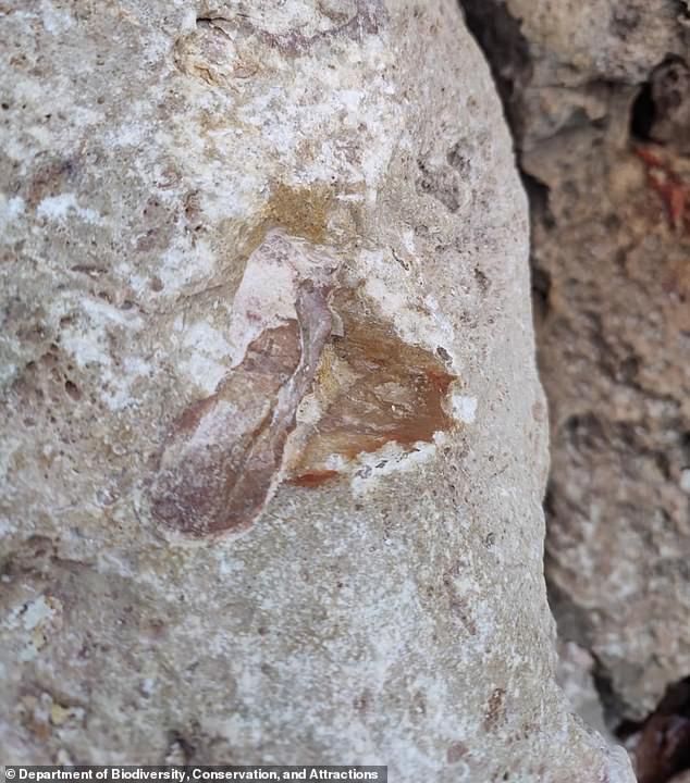 Officials from the state of Western Australia reported that the giant tooth was removed from Cape Range National Park earlier this month