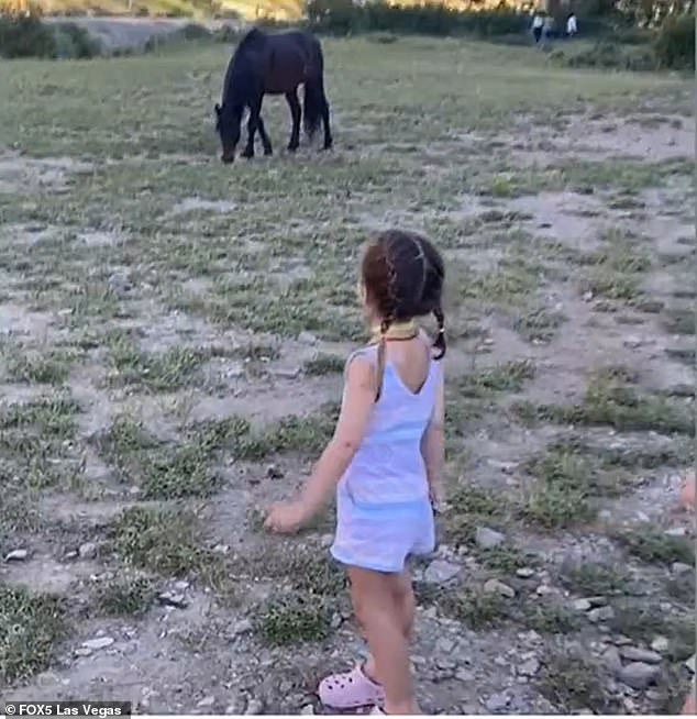 Chilling video shows wild horse in meadow with girl 3