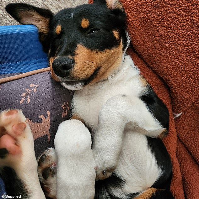 Chunky Baby, a five-month-old Kelpie Cross (pictured), disappeared from his home in Bogan Gate, a town of just 300 people in the Central West of New South Wales, on Wednesday between 11am and 3pm.