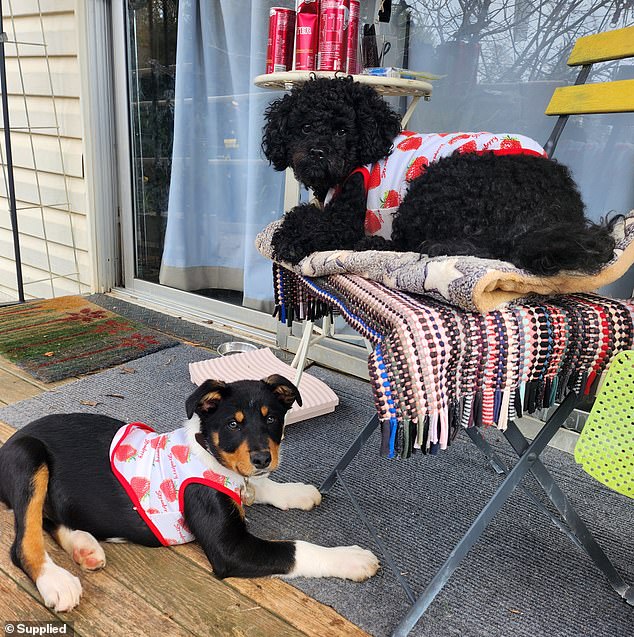 Pictured: Chunky Baby and Mrs. Wood's other dog, George