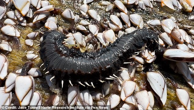 Fireworms have washed up on Central Texas beaches in Mustang Island and Padre Island