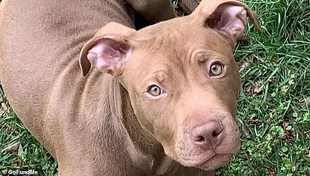 A Maryland family is heartbroken after their beloved pit bull terrier was brutally burned with a lighter, and a neighborhood child is a suspect