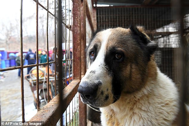 South Korean government bans breeding or slaughtering dogs on dog farms and distribution of dog meat