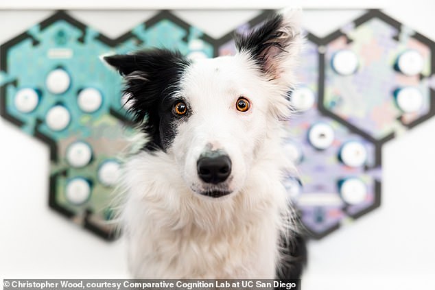 Researchers at UC San Diego have discovered that dogs actually know what they are saying when they communicate via soundboards. Pictured: Dog and their soundboard from the UC San Diego Comparative Cognition Lab study