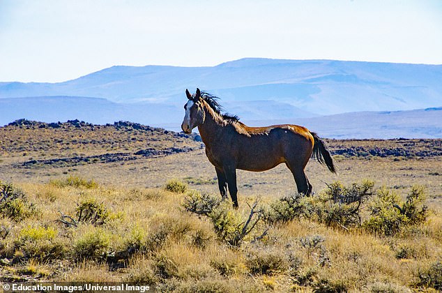 Haley and Austin Wilkey were enjoying a weekend getaway with their four children at Lee Meadows near Mount Charleston. But as the Nevada prepared for a family photo shoot, two wild horses approached their group.