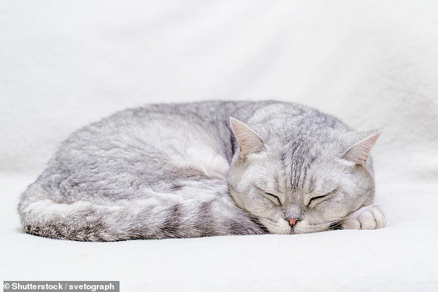 The death of a pet is devastating for any owner, but if you have multiple animals, a new study shows the loss is just as hard for them (stock image)