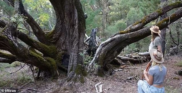 The 12th century tree was a popular tourist attraction and sacred to the local Noongar people