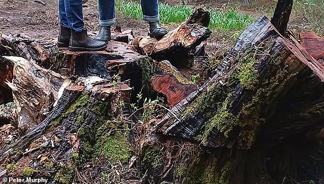 Ferguson Valley WA Anger after 800 year old tree beloved by tourists