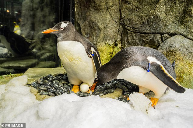 Sydney Gentoo penguin Sphen (left) has died at the age of 11, leaving behind his partner Magic