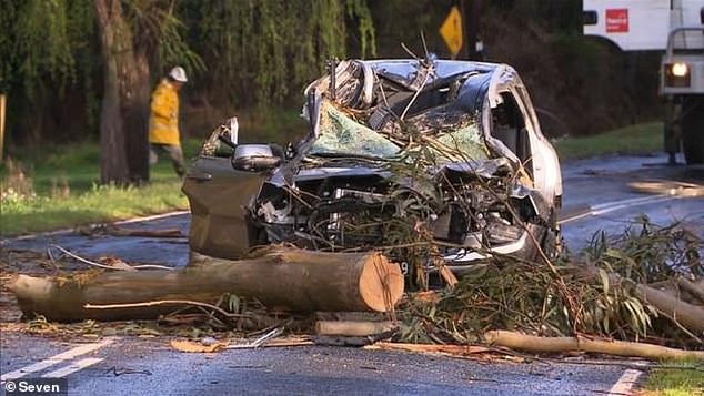 A man has died and a woman is in a critical condition after a tree fell on their car (pictured) in Gellibrand, 175km south-west of Melbourne on Wednesday