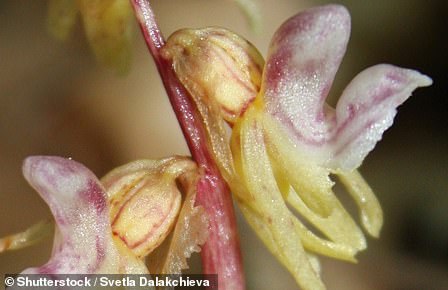 The ghost orchid was last seen in 2009 in a forest in Herefordshire