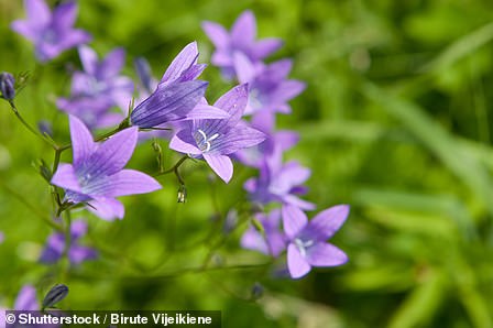 Spreading bellflowers are only found in 37 locations in the UK