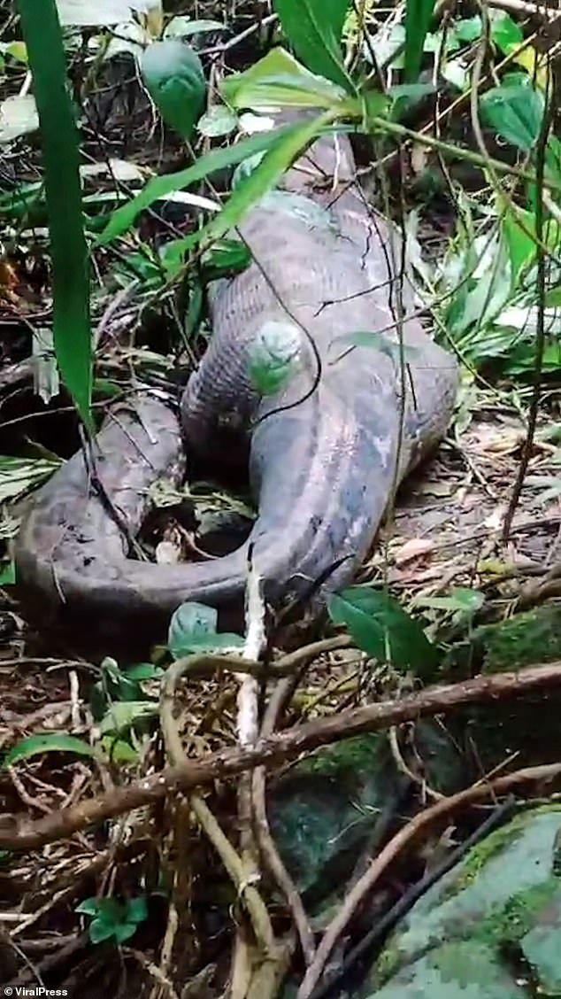 The next day, locals found the gigantic 20-foot python sprawled in the undergrowth with a large bulge in its belly