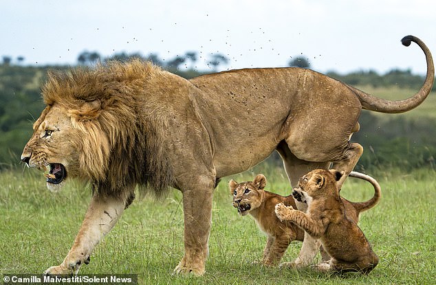 The trio jumped on him to make him join in, but he was angry at being woken up and showed his sharp teeth