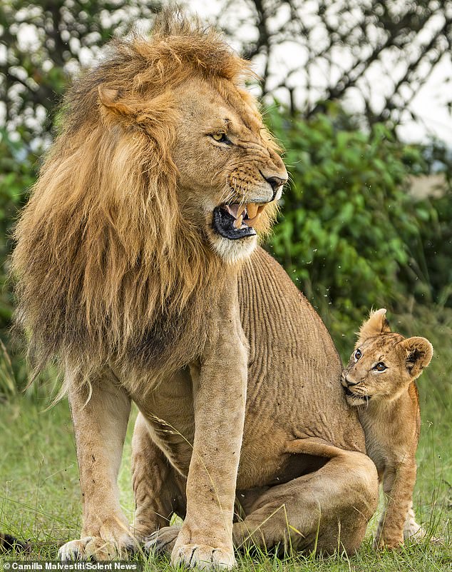 A grumpy male lion growled at his three cubs after they woke him up while they were playing with each other