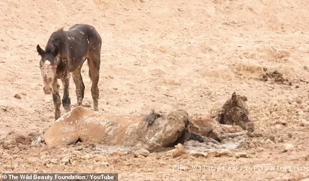 The Bureau of Land Management said the trapped mare and foal both had to be euthanized due to dehydration