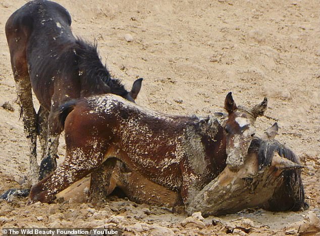 The mare and one of the foals fell through the burnt crust and the young horse sniffed his mother's neck before they were put down