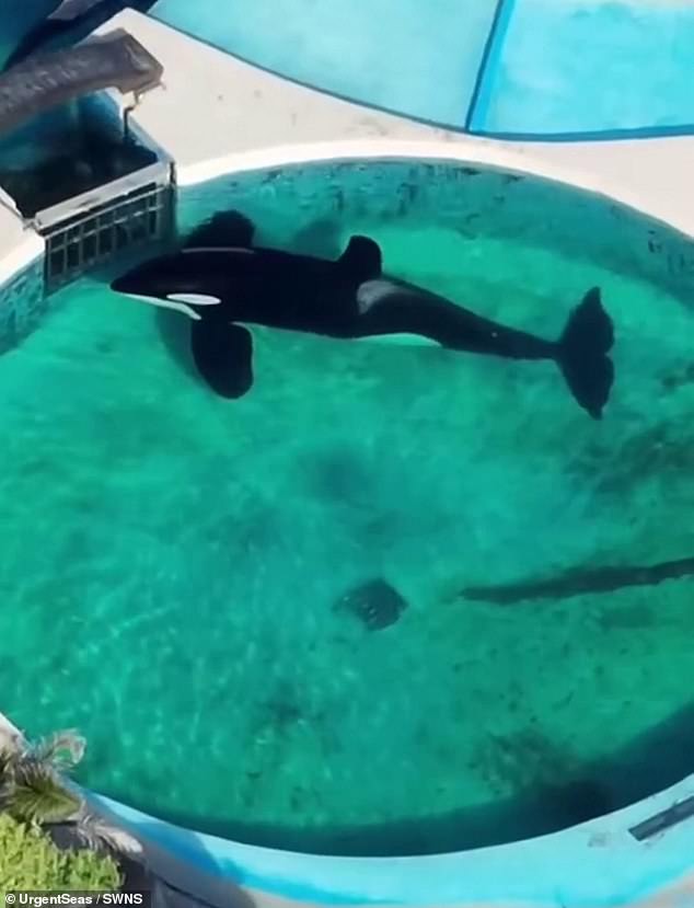 Kshamenk, a 35-year-old orca, is held in a small tank at Mundo Marino, Argentina's largest aquarium