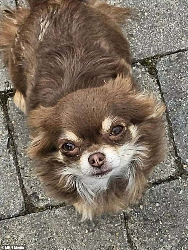 Three-year-old Chihuahua Fluffy was playing innocently in her owner's front yard when she was kidnapped by a brazen thief