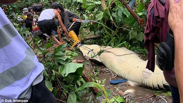 Local residents, assisted by police and military, pulled the animal from the water after it was shot dead