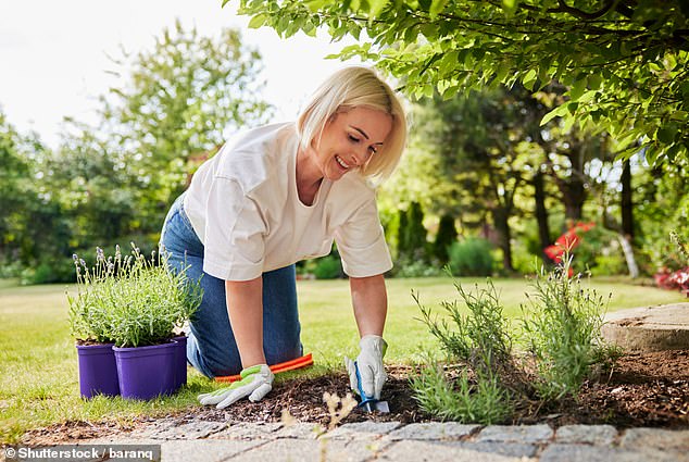 Weather forecasting could soon become 'hyper-local' - even predicting the temperature in your back garden, according to Met Office bosses (stock photo)