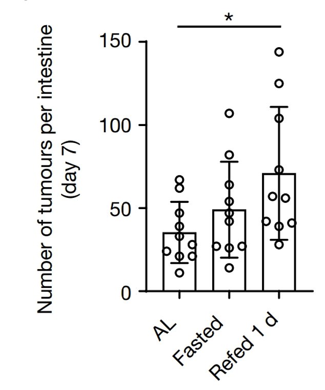 This graph shows that the mice that fasted for 24 hours and then ate food were most likely to develop tumors in their intestines