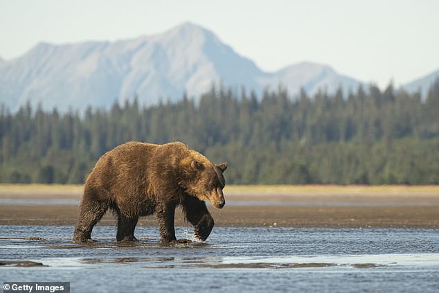 Since they were listed as endangered in 1975, when only 700 of them patrolled the lower 48 states, grizzly bears have made a comeback