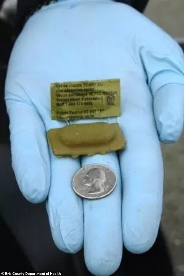 These green, quarter-sized bags contain an oral rabies vaccine for wild animals.