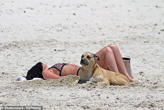 Rebecca said there could be broken glass or sharp objects hidden beneath the sand surface and advised keeping an eye on your dog at all times (Stock Photo)