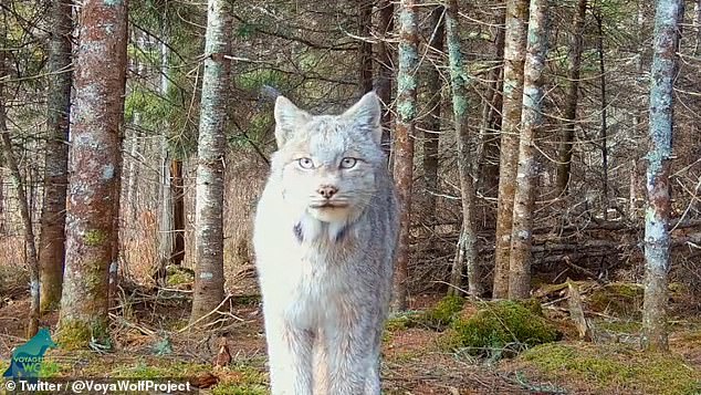 Rare footage of a stunning Canadian lynx has gone viral as the predator seemingly 'poses' for the wildlife camera