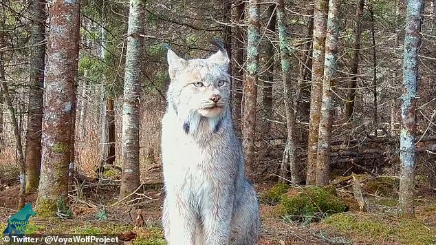 Biologist Tom Gable, leader of the Voyageurs Wolf Project, discovered the unique footage while reviewing thousands of hours of footage