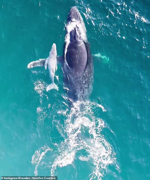 The incredible footage, uploaded to social media on Wednesday, showed the baby whale swimming side by side with its mother (pictured)