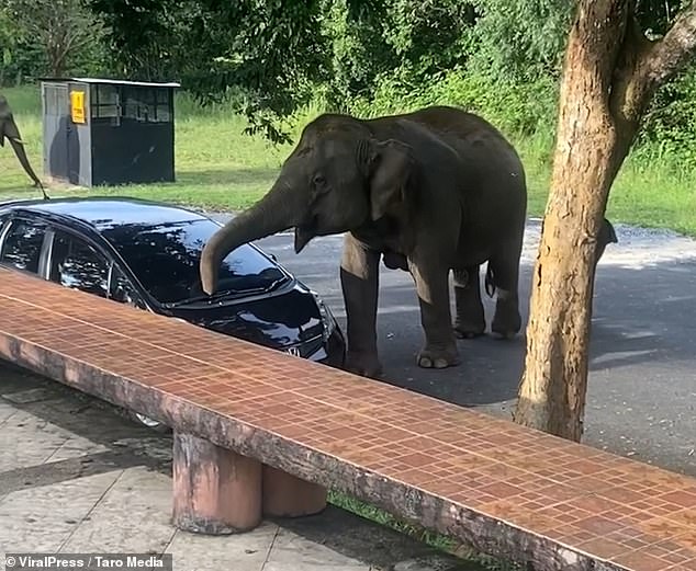 The family was visiting a resort in the Khao Yai forest in northeastern Thailand when they ignored the advice of park rangers and cooked a barbecue meal on August 11. A herd of elephants smelled the barbecued chicken and pork and wandered out of the forest and into the parking lot.