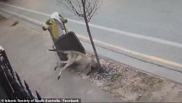 Security footage shows the figure dumping the kangaroo outside the gate of the Marion Mosque in Adelaide