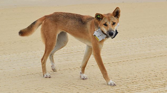 A four-year-old girl was bitten in the chest by a dingo on K'gari, formerly known as Fraser Island (pictured is a dangerous dingo with a GPS collar on the island)