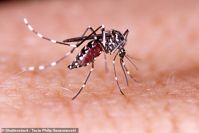 Mosquitoes carry the Eastern equine encephalitis virus, a virus that kills 30 percent of people who contract it