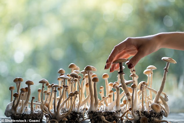 Psilocybin, the active ingredient in magic mushrooms, could be as effective as current antidepressants, but only when given in high doses, scientists say (stock image)